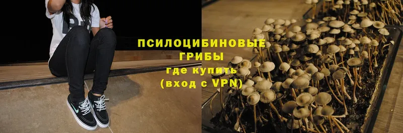 Галлюциногенные грибы MAGIC MUSHROOMS  Туринск 